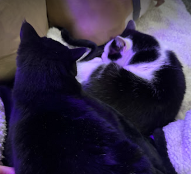a black cat and a tuxedo cat laying together