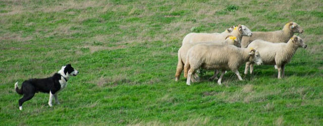 tour, jeu, tricks, animaux, chien, treibbal, chien de travail, border collie, berger australien, loire 42, saint étienne, monts du lyonnais, ostéoapthie, énergétique