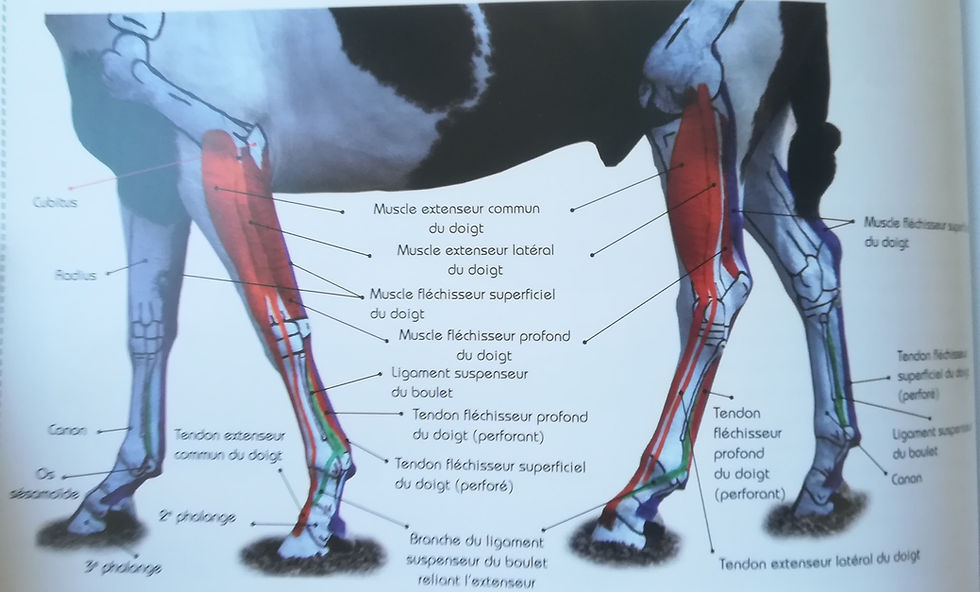 tendons, guêtres, chevaux, cheval, saut, cso, concours, protéger ,loire 42, saint étienne, monts du lyonnais, ostéoapthie, énergétique, bien etre équin, confort