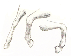 cheval, anatomie, ostéopathie tissulaire, énergétique, saint étienne, loire, chevrières, 42