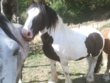 Séance pour des problèmes de locomotion postérieur