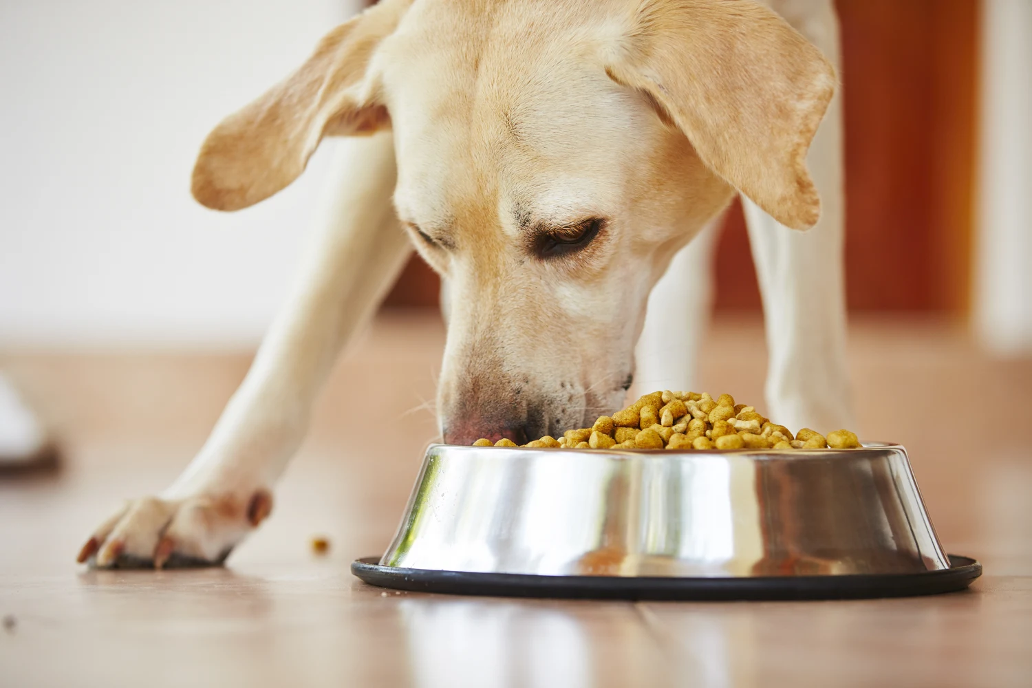 190701-dog-food-eating-bowl-ac-527p.webp