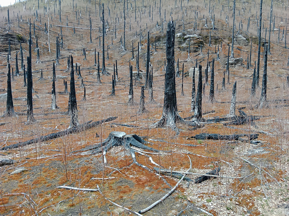 IMG_20250406_134441_2