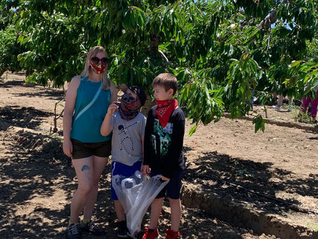 Out & About: U-Pick Orchards | Morgan Hill, Ca