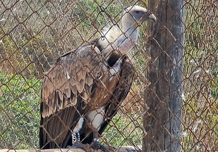 מבוא לזואולוגיה