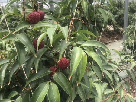 発達障害グレーゾーン