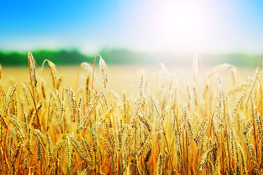 wheats-spikes.jpg
