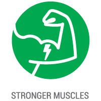muscles.gif