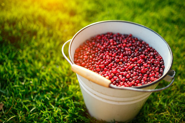 Cowberries-497421512_2125x1416.jpeg