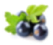 Black-currant-isolated-on-white-backgrou