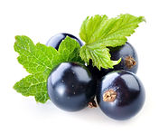 Black-currant-isolated-on-white-backgrou