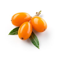 Sea-buckthorn-isolated-on-the-white.-Wit