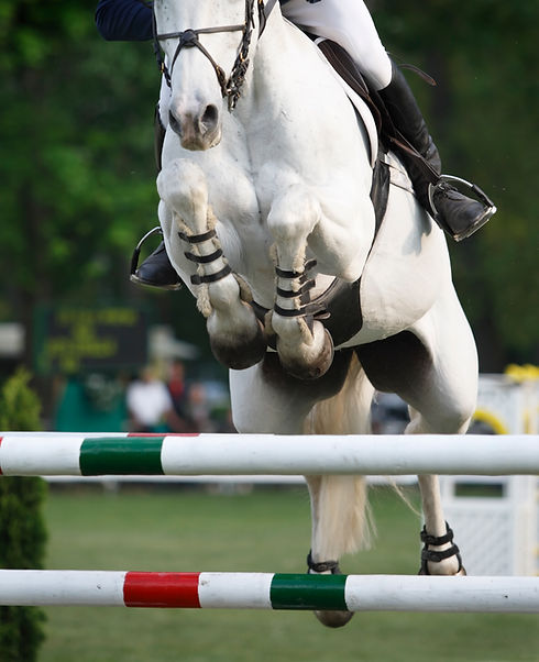 horse showjumping