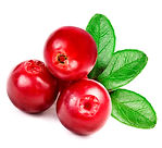 Three-bright-red-cowberries-with-green-l