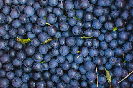 Close-up-of-blueberries-1135069998_6687x4460.jpeg