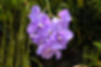 orquidea-vanda.jpg