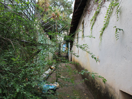 El polen de Flor de Aroeira