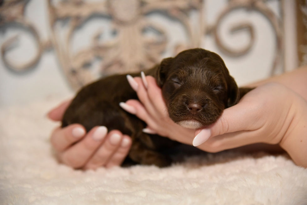 Kel' Magie Kenya (1)