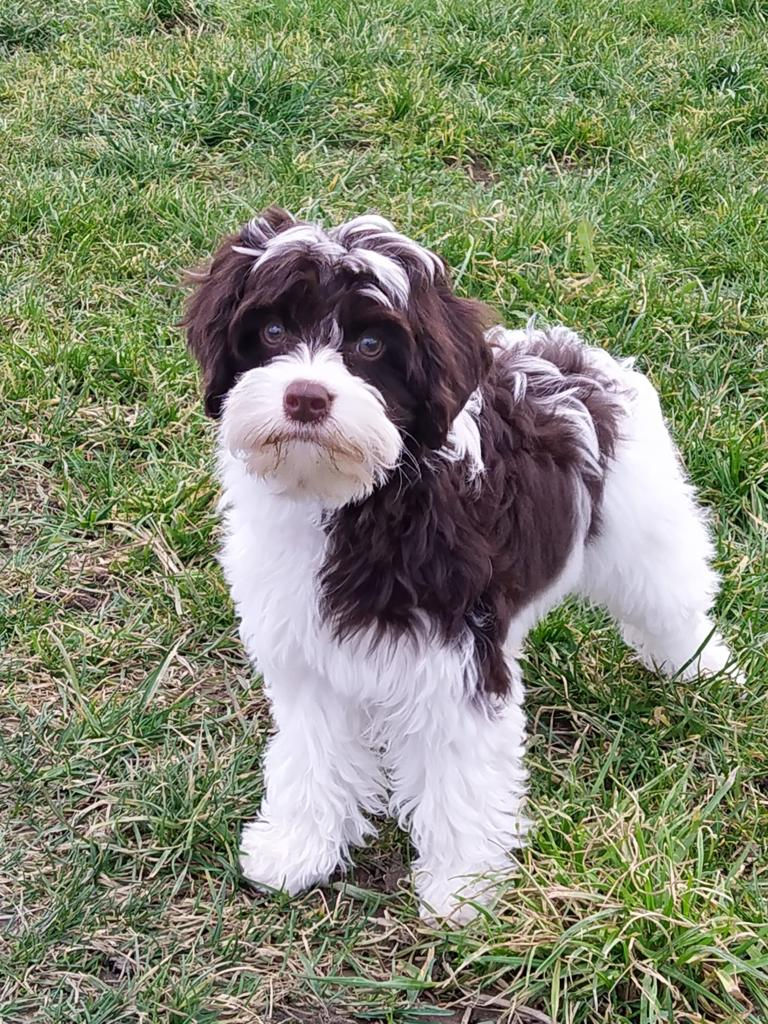 Pippa