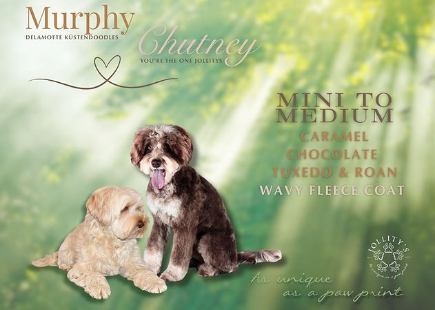 Honeymoon (Flyer (A4)).jpg