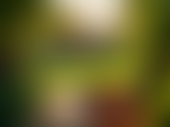 Professional Landscaping services in Olowalu: property maintenance and yard cleanups in west Maui