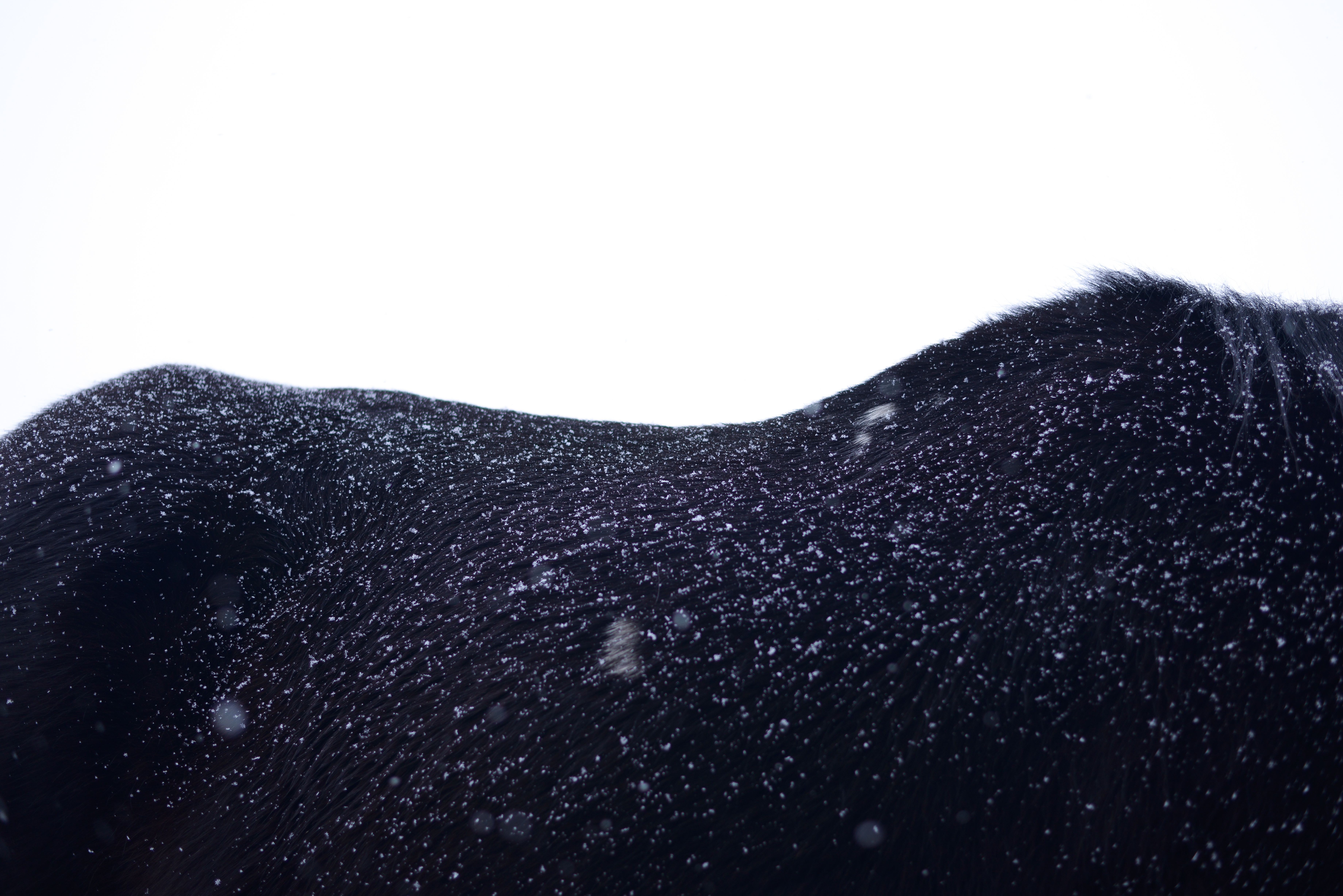 Horse Back, 2017