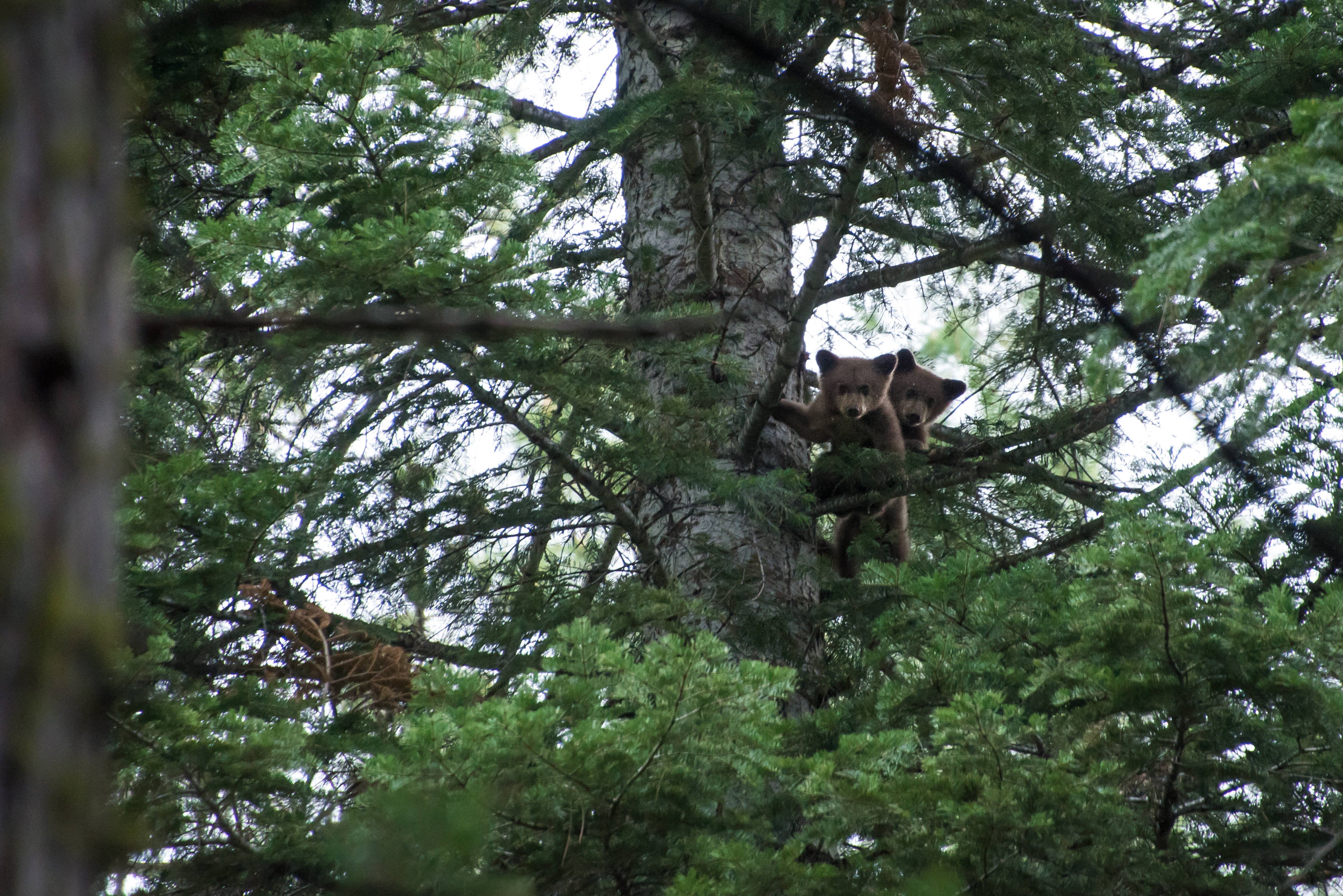 Black Bear Cubs, 2018