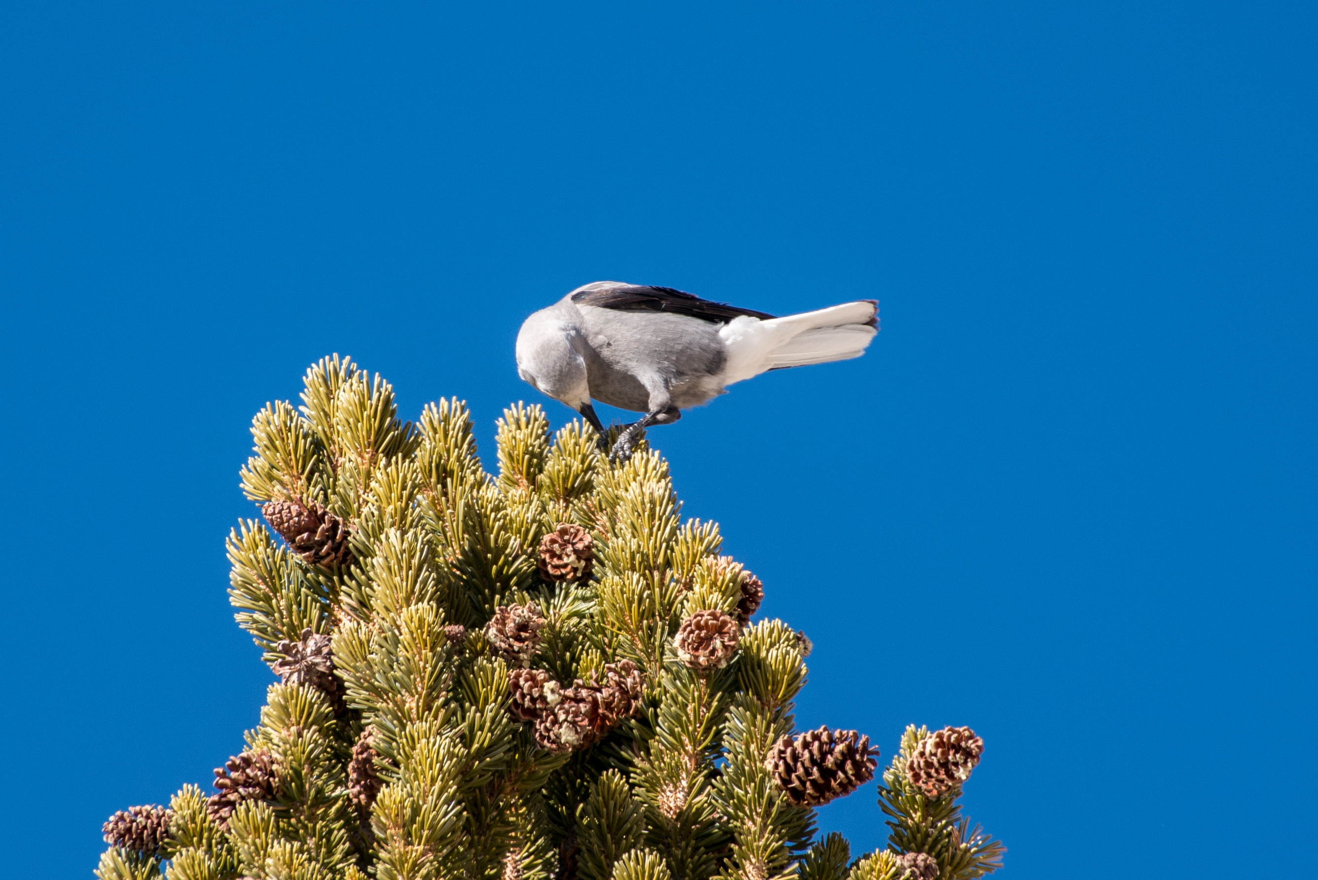 Clark's Nutcracker, 2018