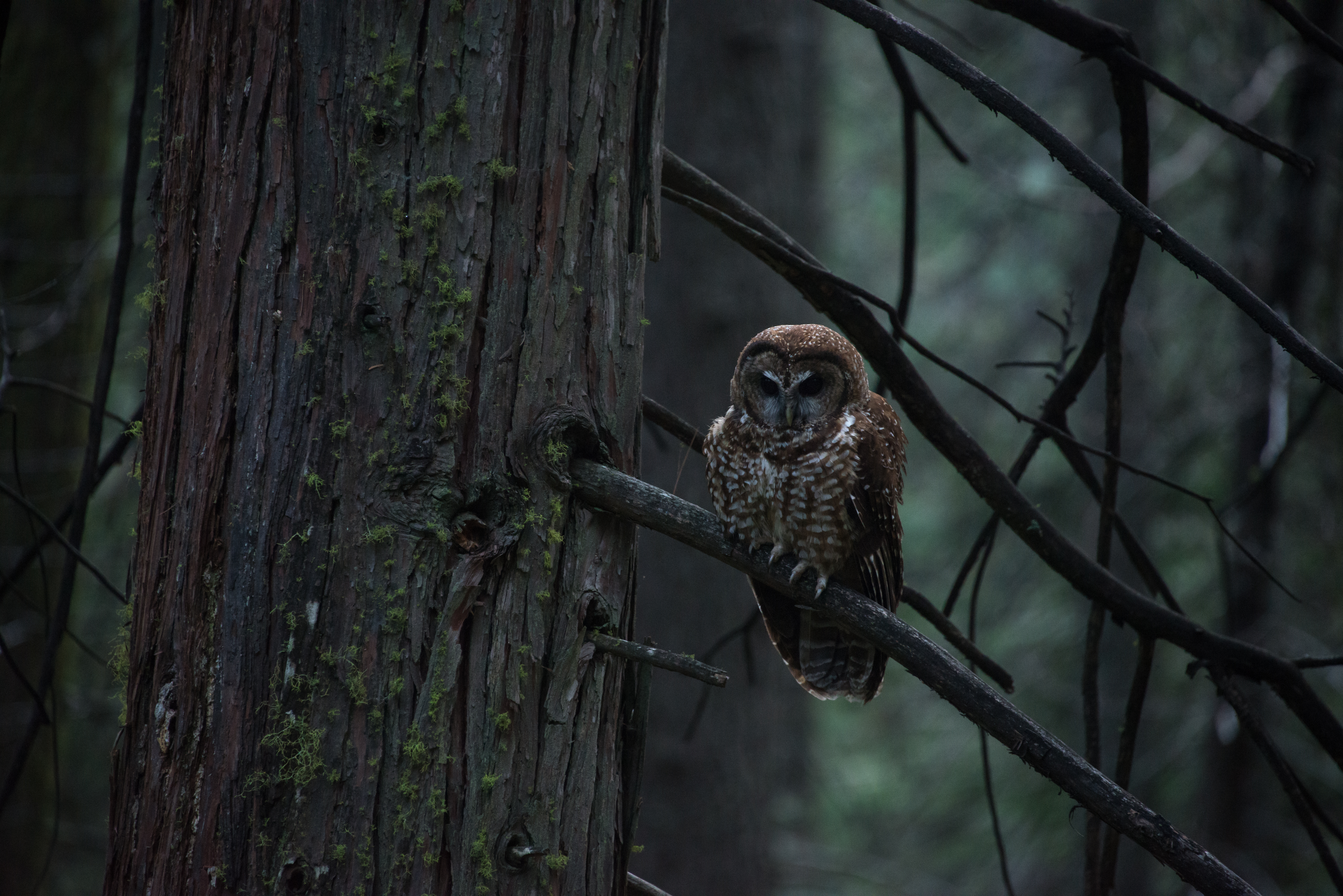 Female Spotted Owl, 2018