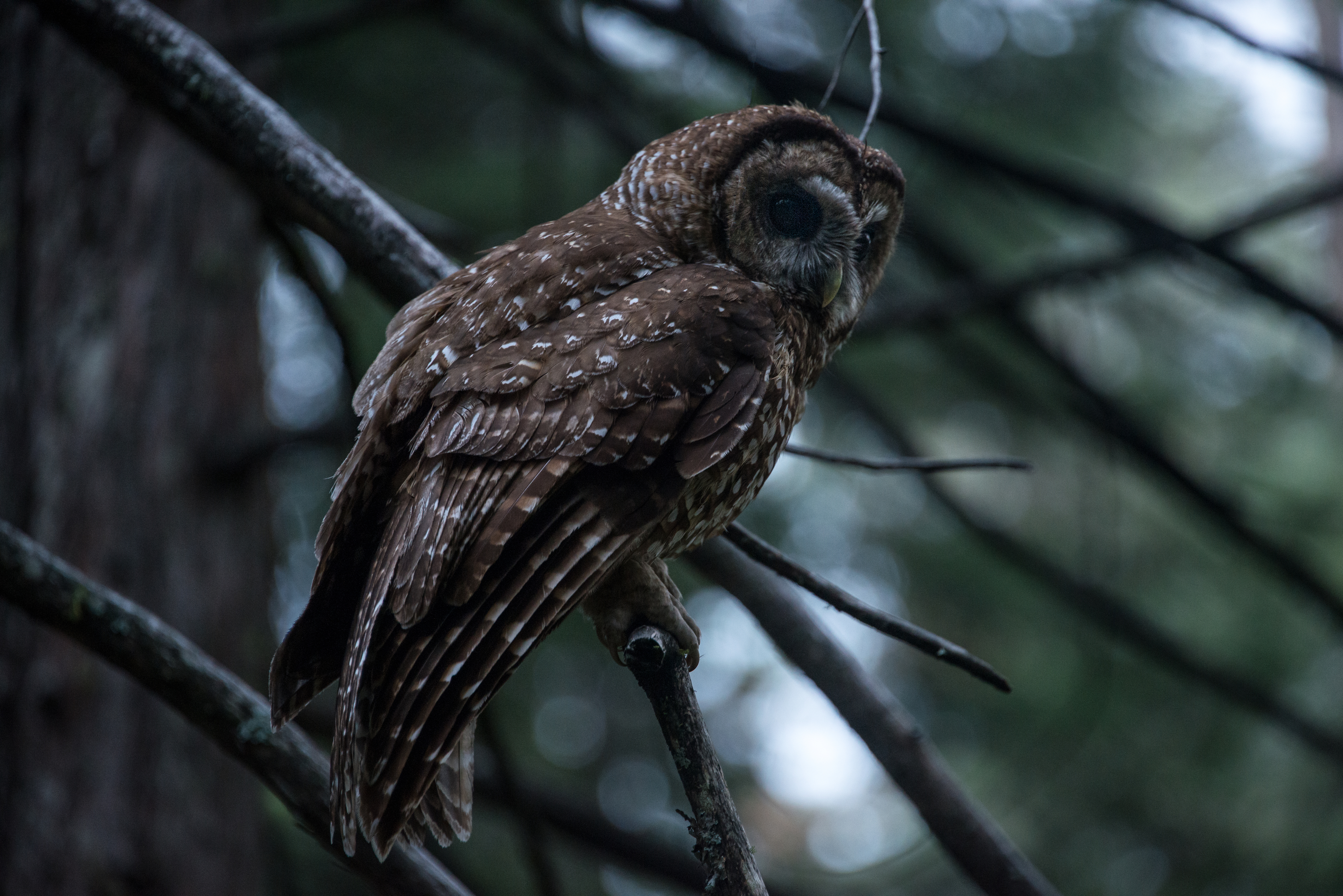 Female Spotted Owl, 2018
