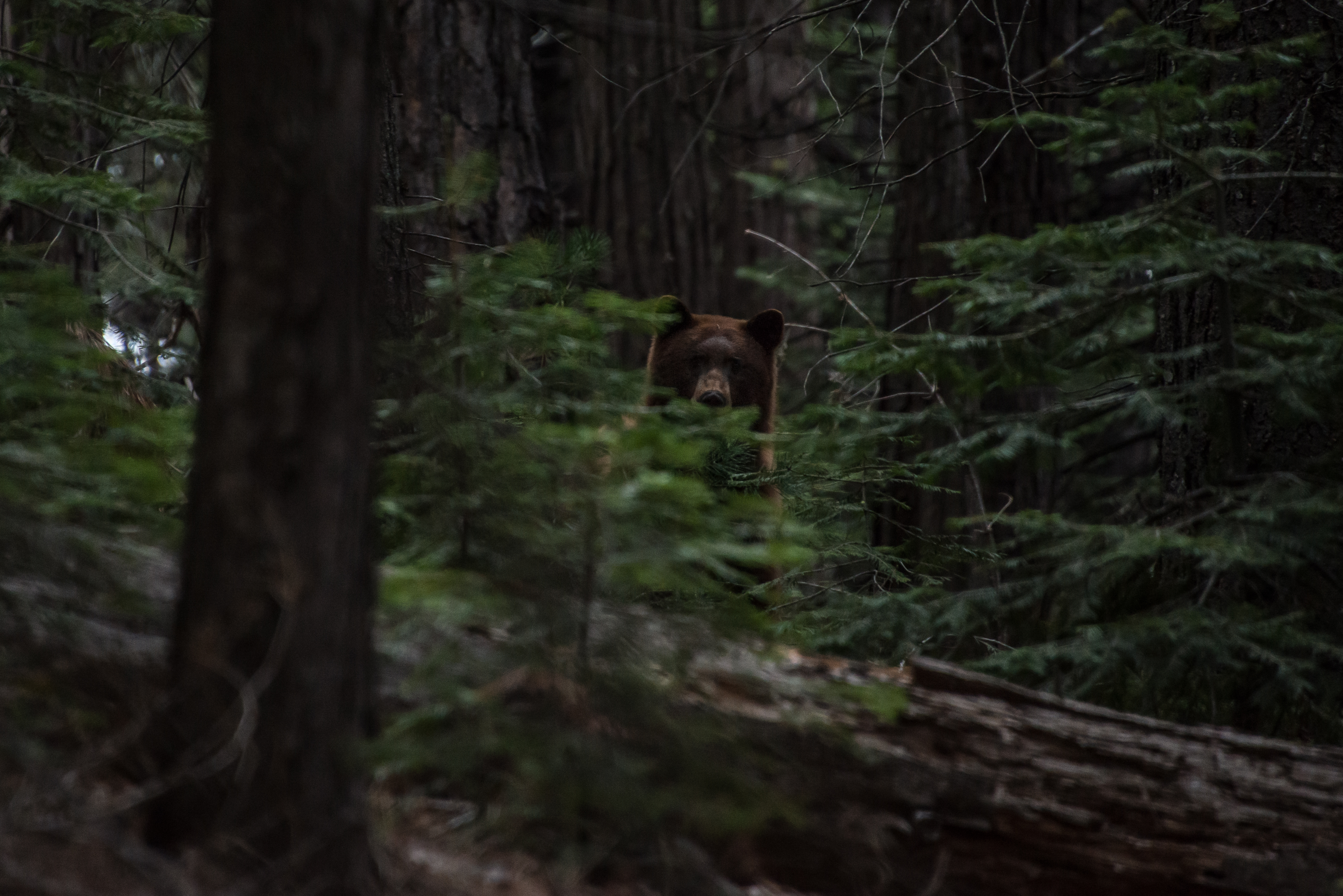 Mother Black Bear, 2018