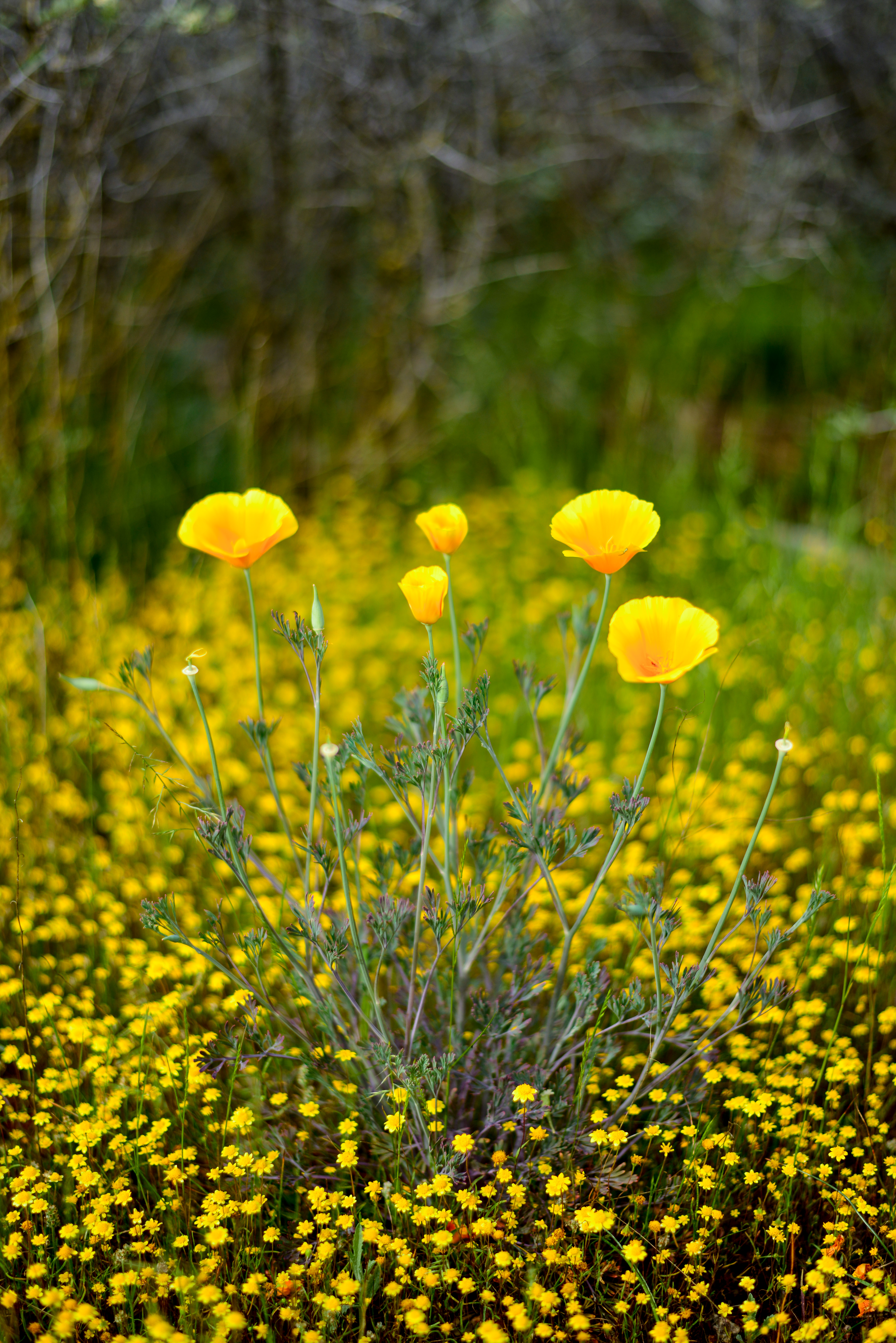 California Poppies, 2017