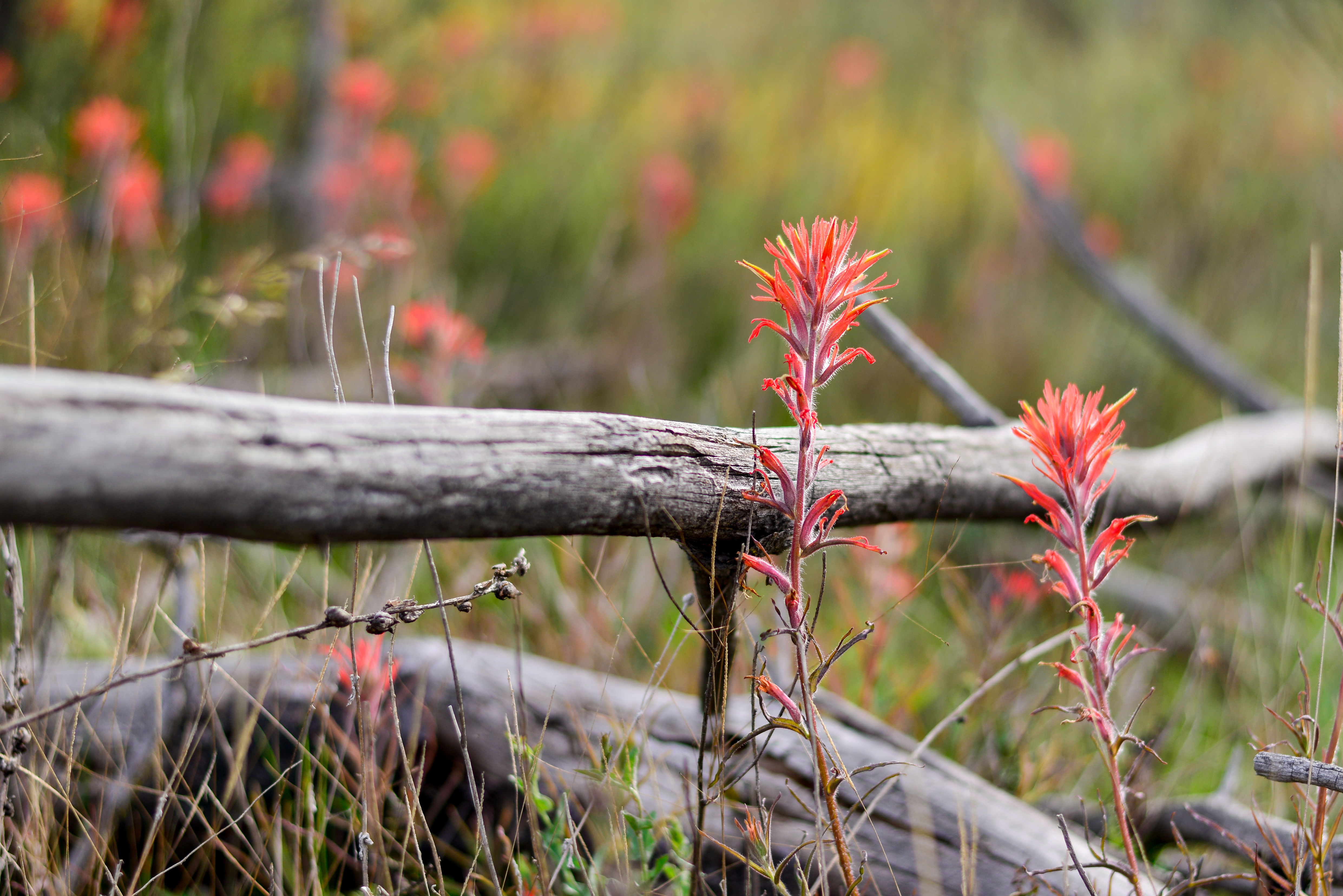 Indian Paintbrush, 2017