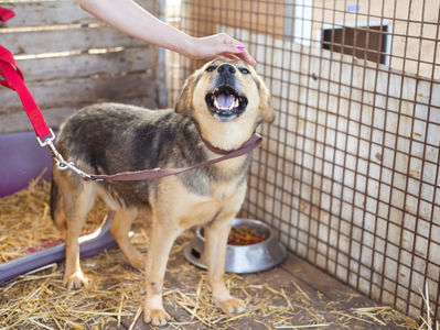 6 Key Benefits of Dog Daycare