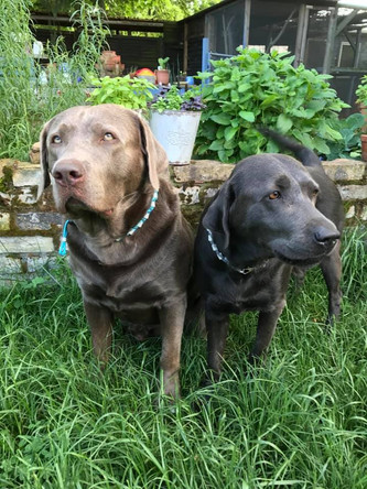Wurfplanung | Silver Labrador von den Silberweiden