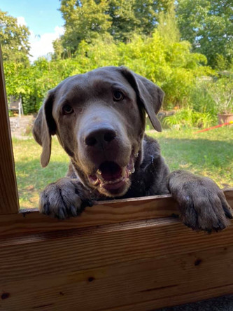 Wurfplanung | Silver Labrador von den Silberweiden