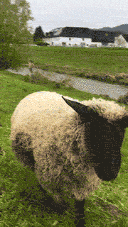 schafi2.gif