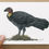 Thumbnail: Brush-turkey gift card