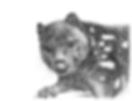 'Spotted-tailed Quoll'