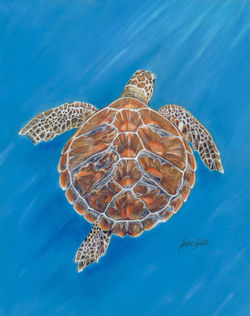 Rainbow the sea turtle.