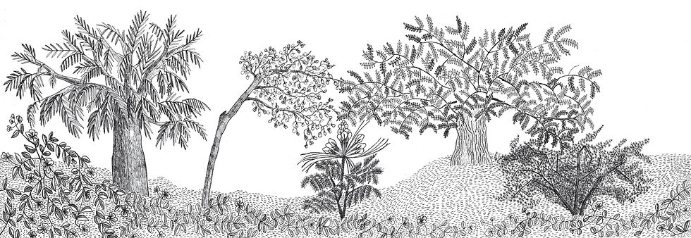 Bosque autóctono serrano -