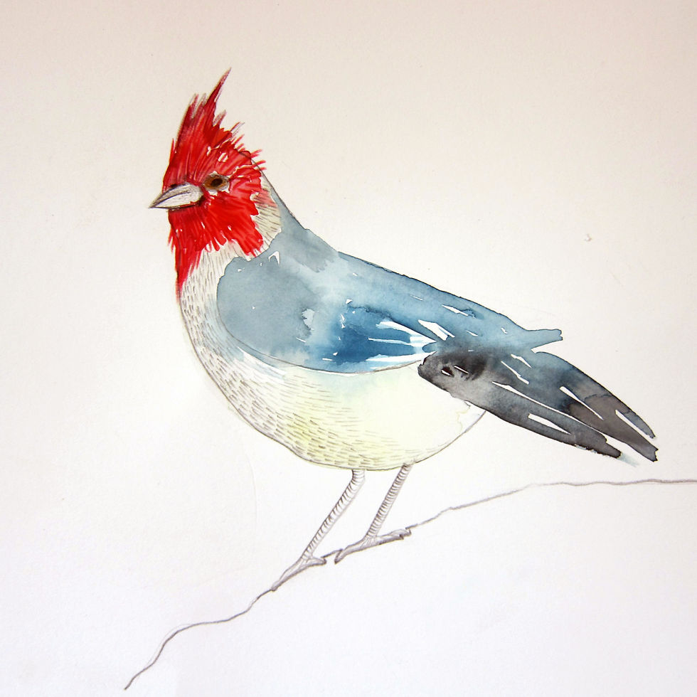 Cardenal Copete Rojo ilustración