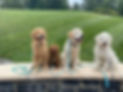 Molly, Lonnie, Chow, Lola.jpg