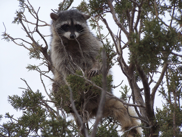 Racoon