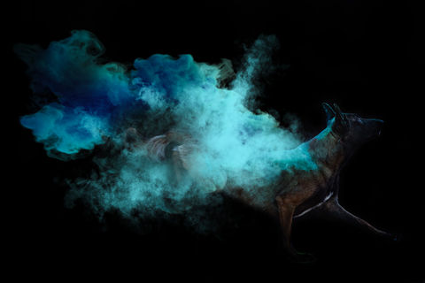 Holi-Shooting, Dogs 2026