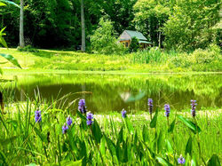 linwell falls pond purple flowers
