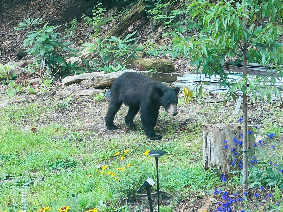 Linwell Falls bear 1.jpeg