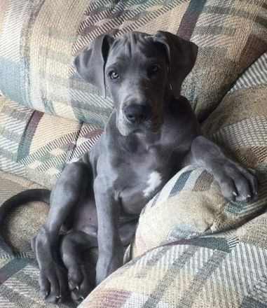 Milo Baby_edited.jpg