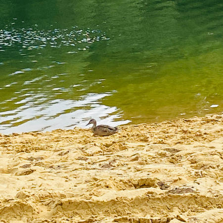Lone Duck