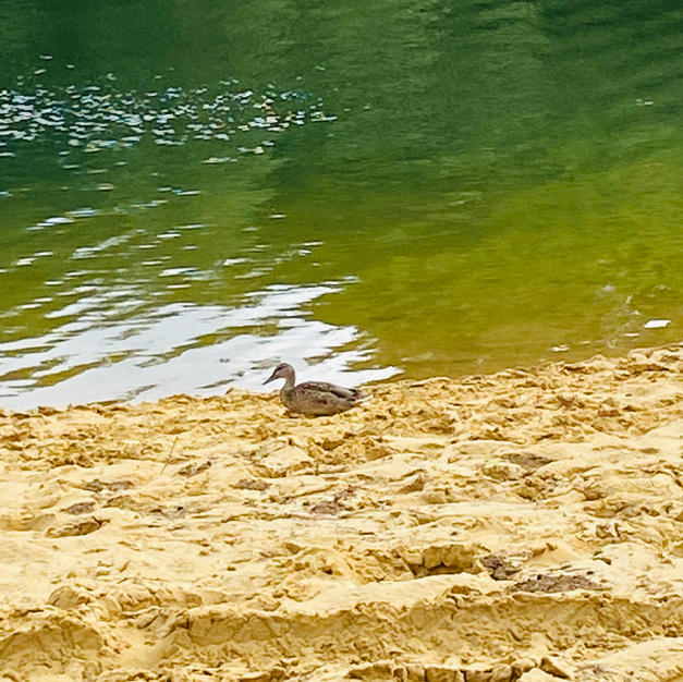 Lone Duck